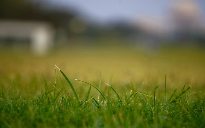 Wildflower Meadow Creation: Converting Traditional UK Lawns