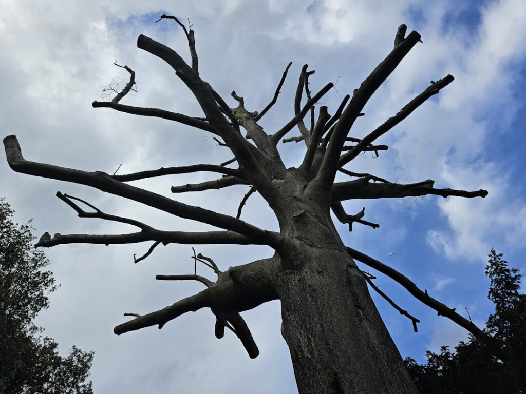 Ash Dieback Disease: Removal Costs and Replanting