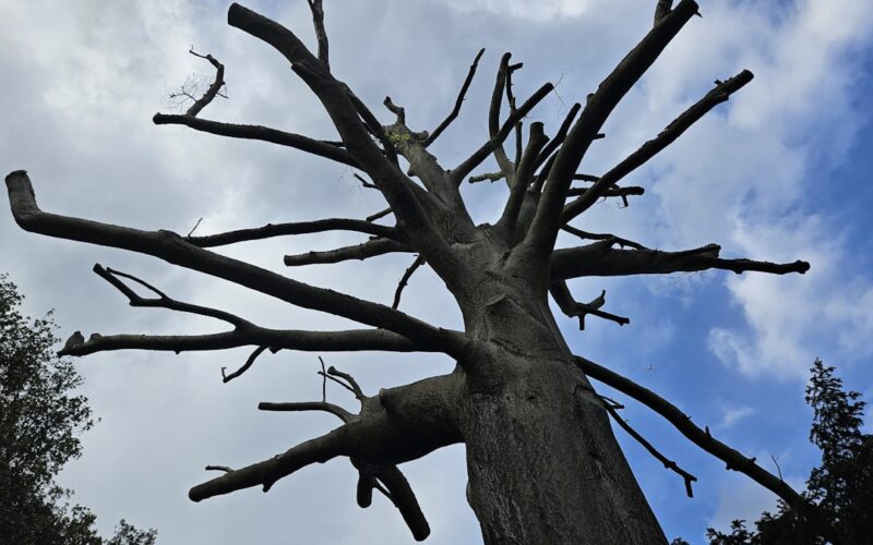 Ash Dieback Disease: Removal Costs and Replanting