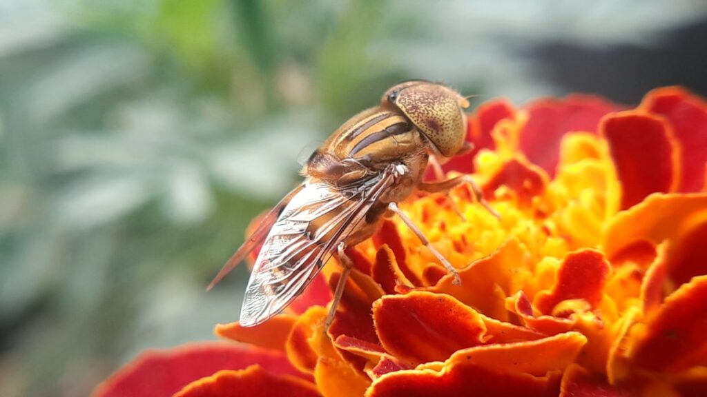 Clothes Moth Treatment in Yorkshire Mill Conversions