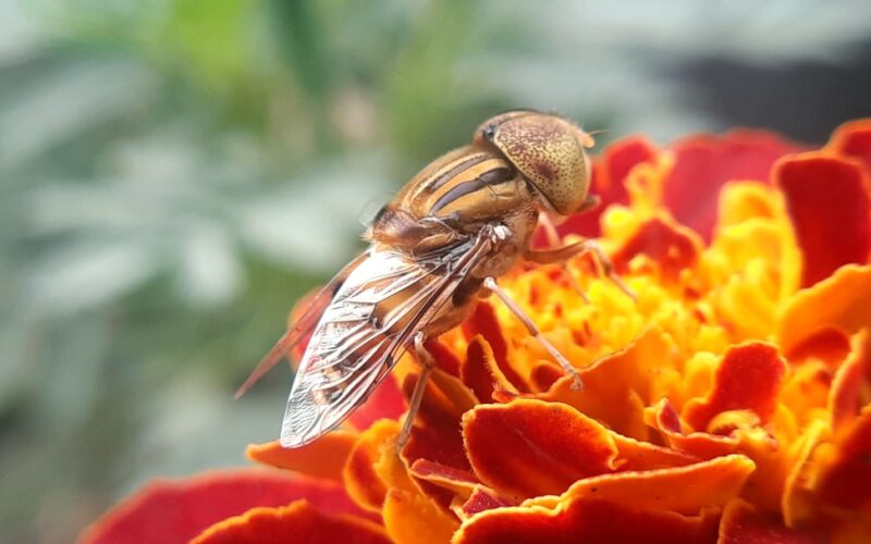 Clothes Moth Treatment in Yorkshire Mill Conversions