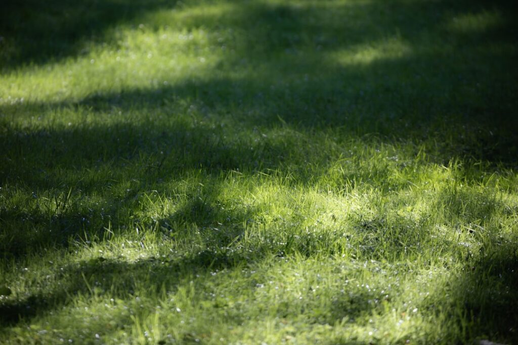 Japanese Knotweed Removal from Railway Embankments
