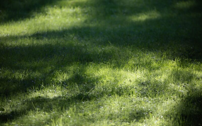 Japanese Knotweed Removal from Railway Embankments