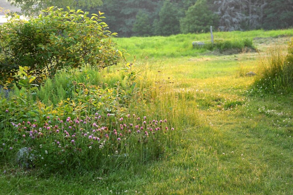 Wildflower Meadow Creation for New Build Gardens