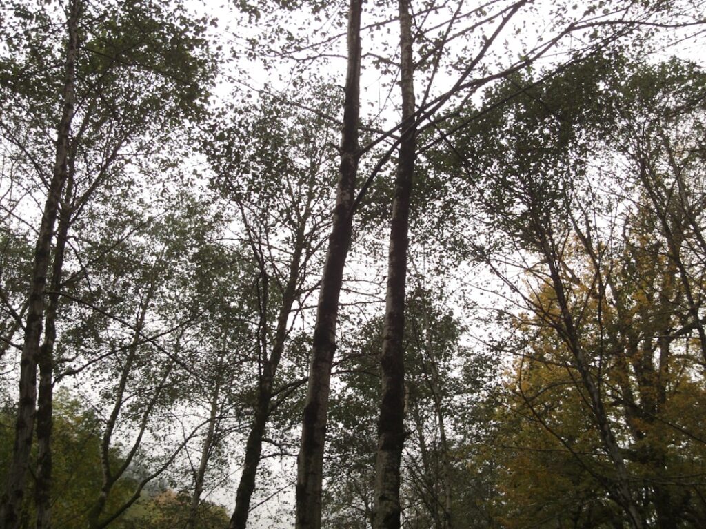 Ash Dieback Disease: Emergency Removal Near Schools