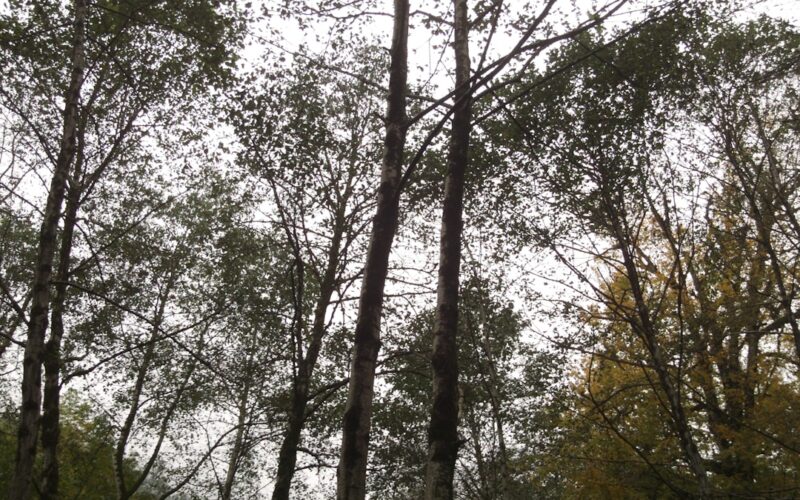 Ash Dieback Disease: Emergency Removal Near Schools