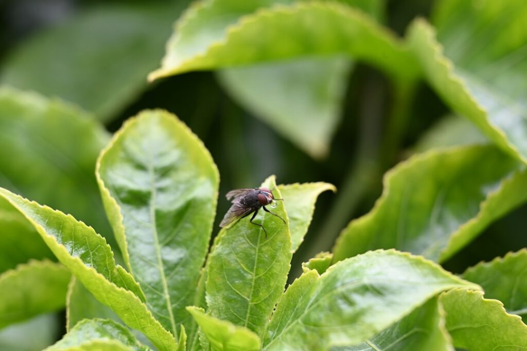 Cluster Fly Control in Converted Oast Houses