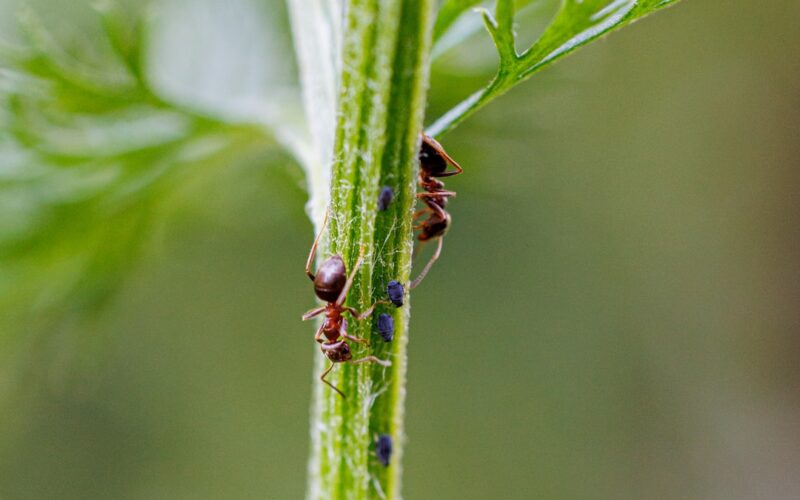 Cluster Fly Prevention in Converted Barn Homes