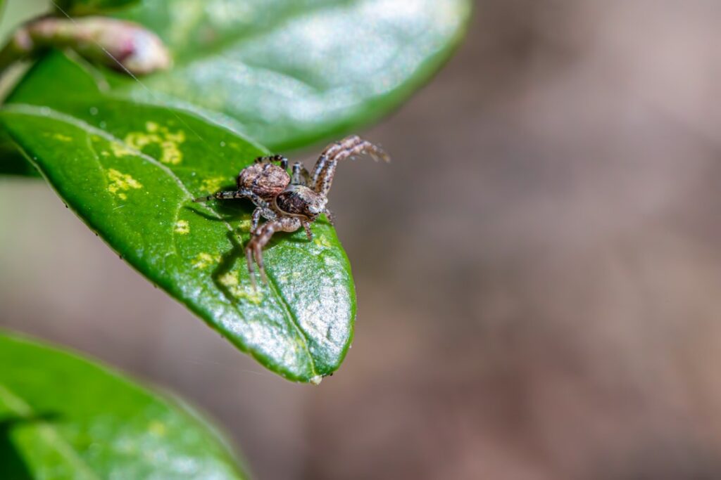 Grey Squirrel Control in Loft Conversions