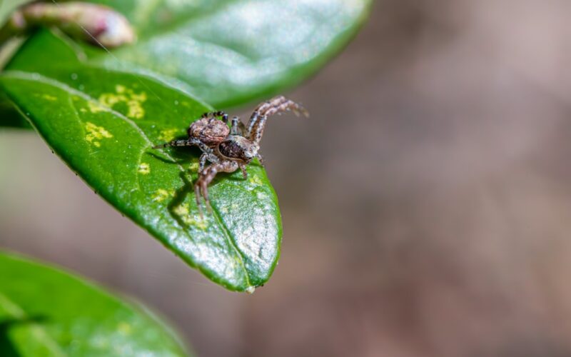 Grey Squirrel Control in Loft Conversions