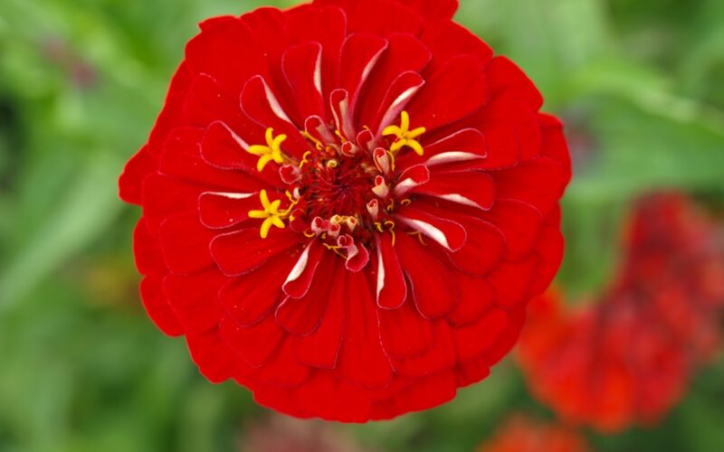 Grey Squirrel Exclusion from Loft Conversions