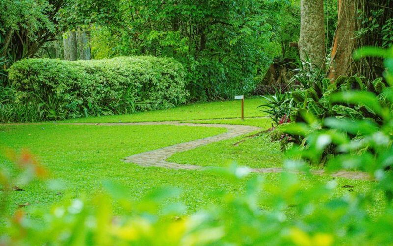 Japanese Knotweed Eradication from Railway Embankments