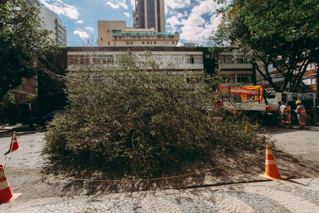 TPO Application Process for Oak Tree Removal