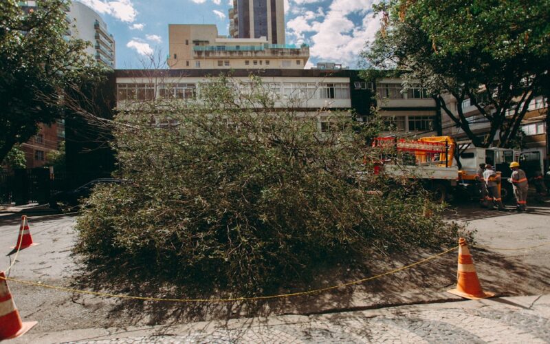 TPO Application Process for Oak Tree Removal