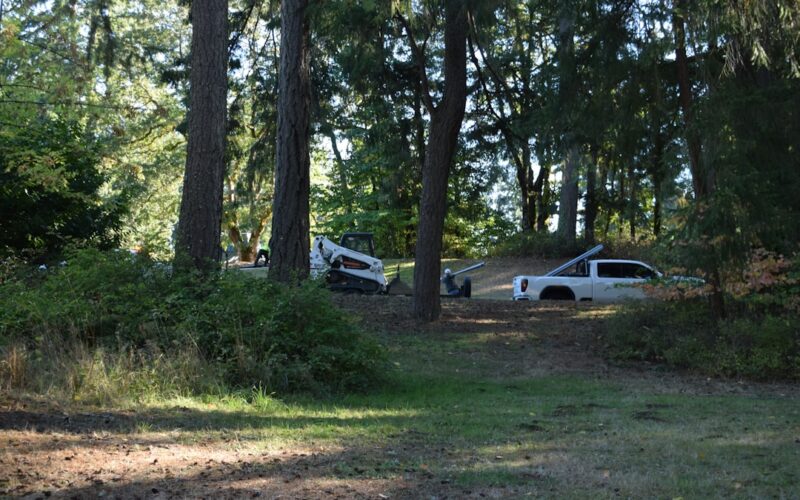 TPO Applications for Protected Oak Trees in Surrey