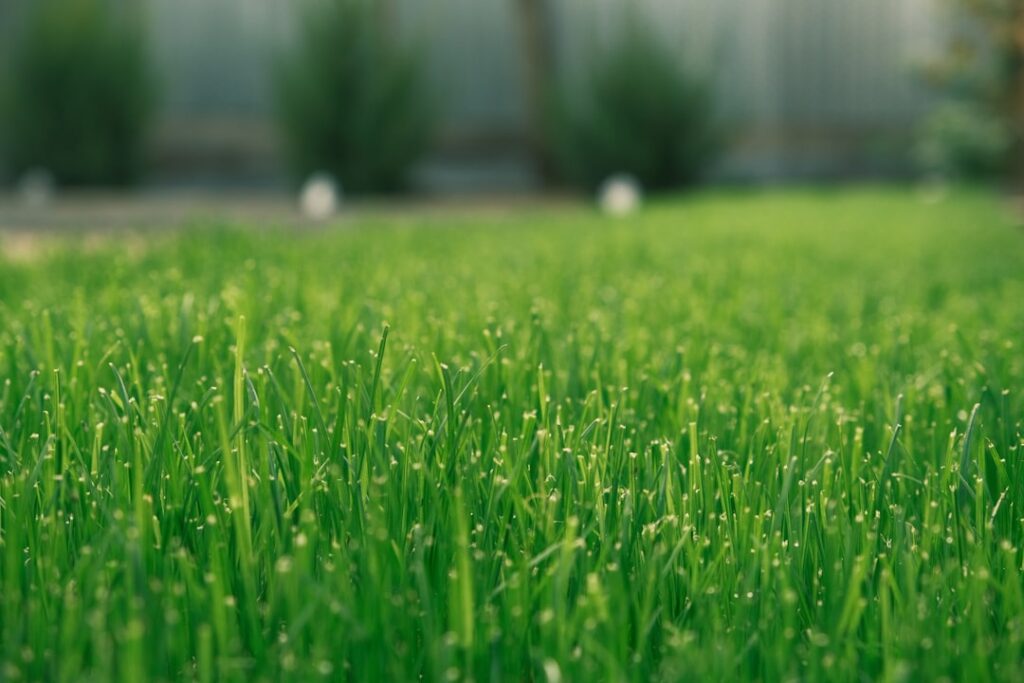 Wildflower Meadow Creation in Former Council Estates