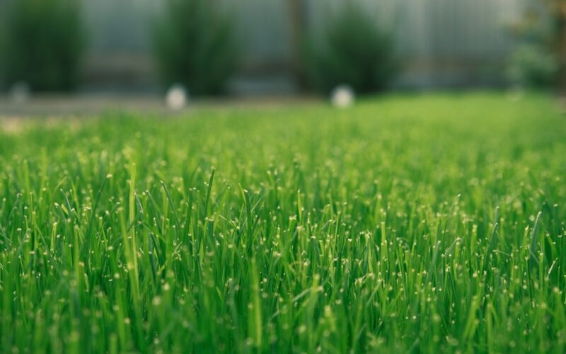 Wildflower Meadow Creation in Former Council Estates