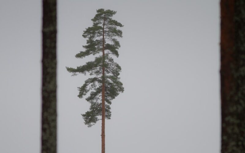 Ash Dieback Management in Residential Woodlands