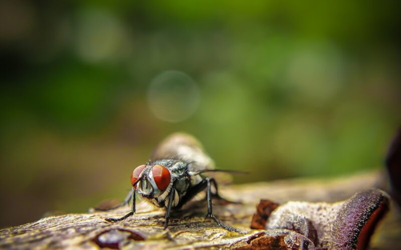 Clothes Moth Prevention in Period Property Wardrobes