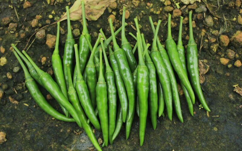Cluster Fly Infestations in Converted Loft Spaces