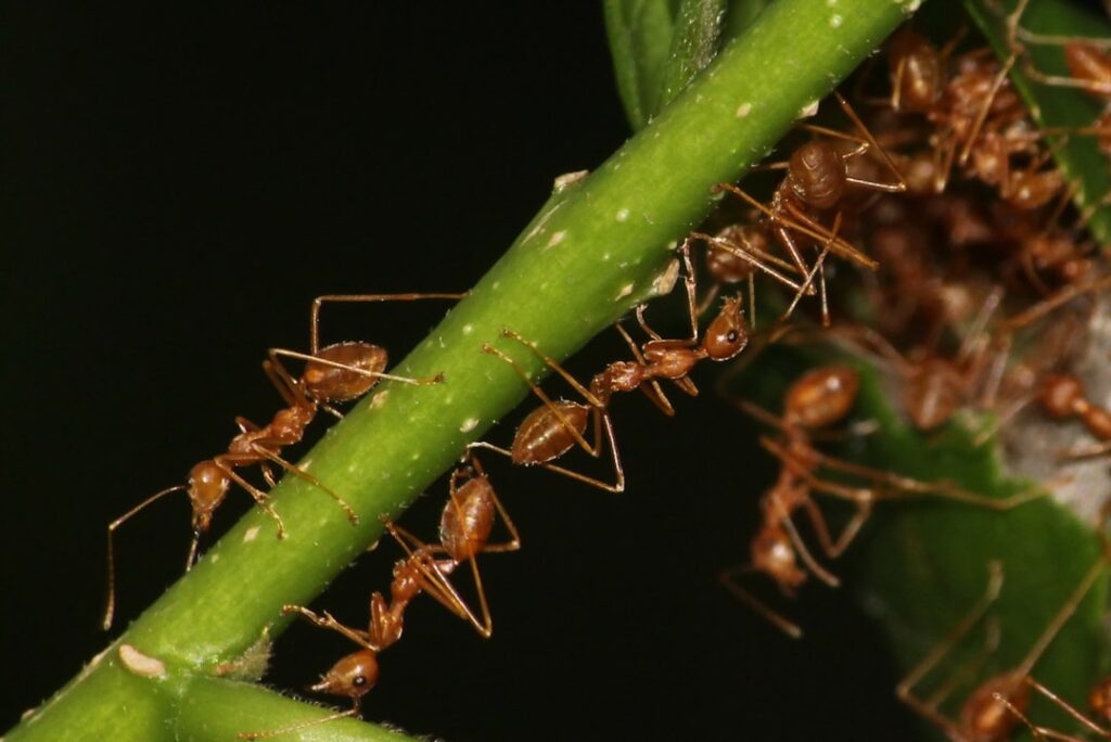 Silverfish Prevention in Edinburgh Tenement Buildings