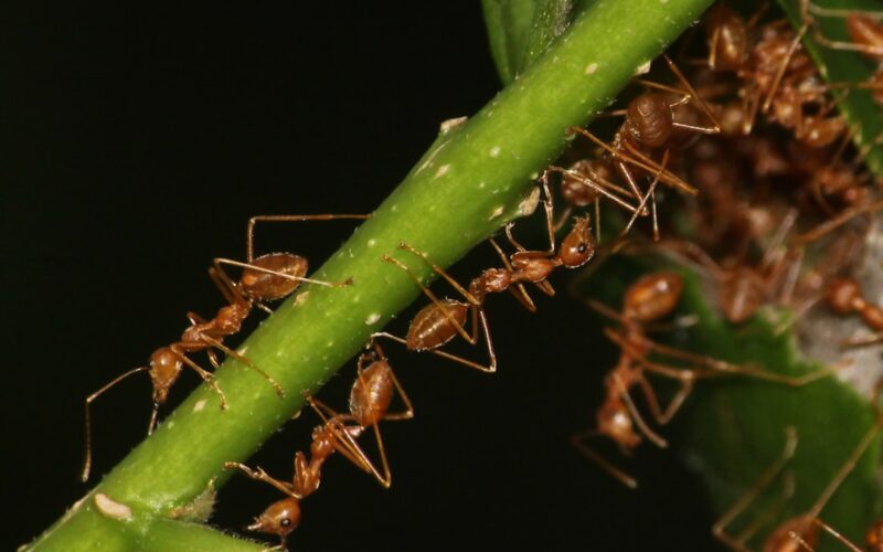 Silverfish Prevention in Edinburgh Tenement Buildings