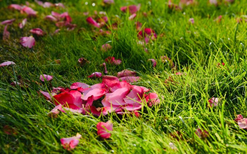 Wildflower Meadow Creation for New Build Estates