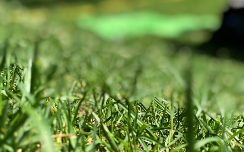 Wildflower Meadow Creation on Heavy Clay Soil