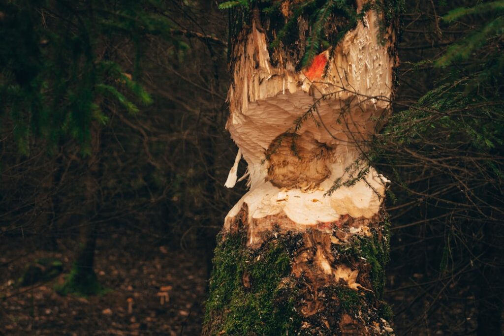 Ash Dieback Disease: Safe Removal Near Power Lines