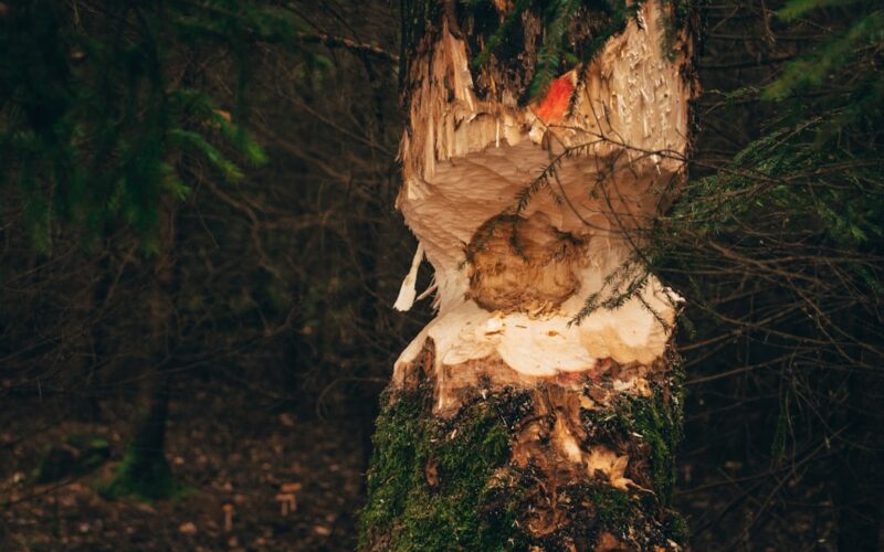 Ash Dieback Disease: Safe Removal Near Power Lines