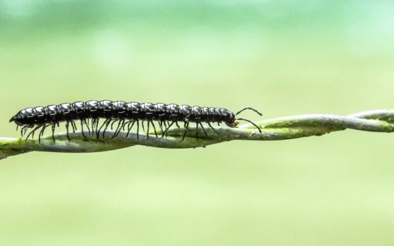 Cluster Fly Infestations in Converted Barn Loft Spaces