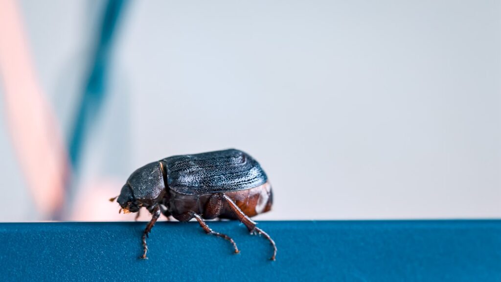 Cluster Fly Infestations in Rural Loft Conversions