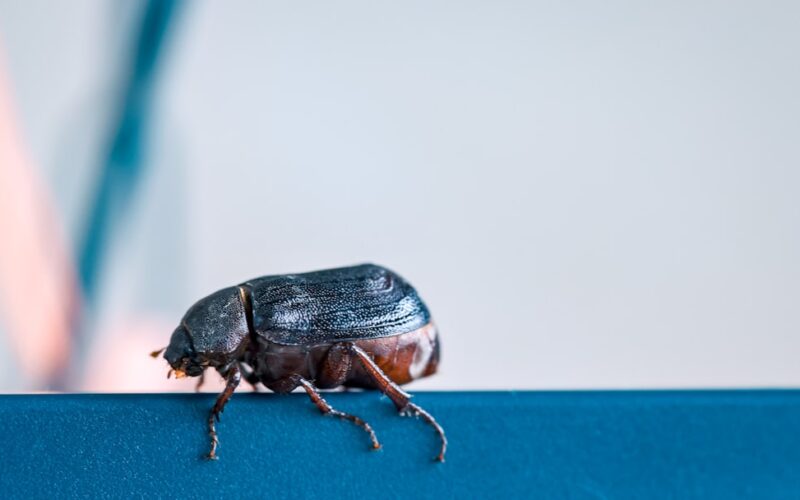 Cluster Fly Infestations in Rural Loft Conversions