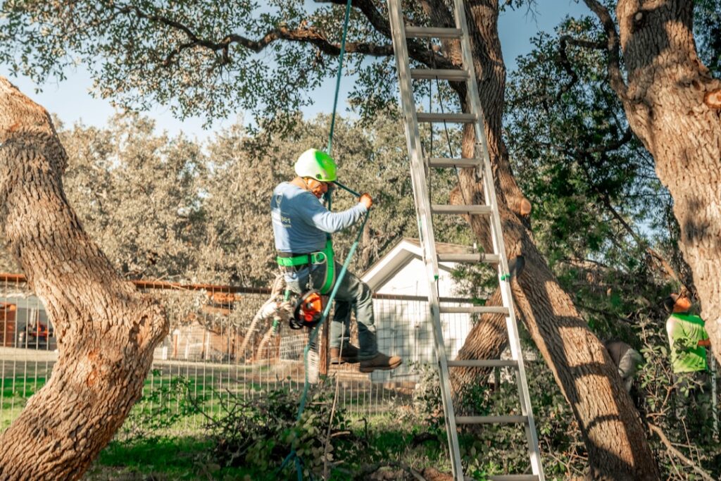 Dutch Elm Disease: Emergency Removal in Conservation Areas