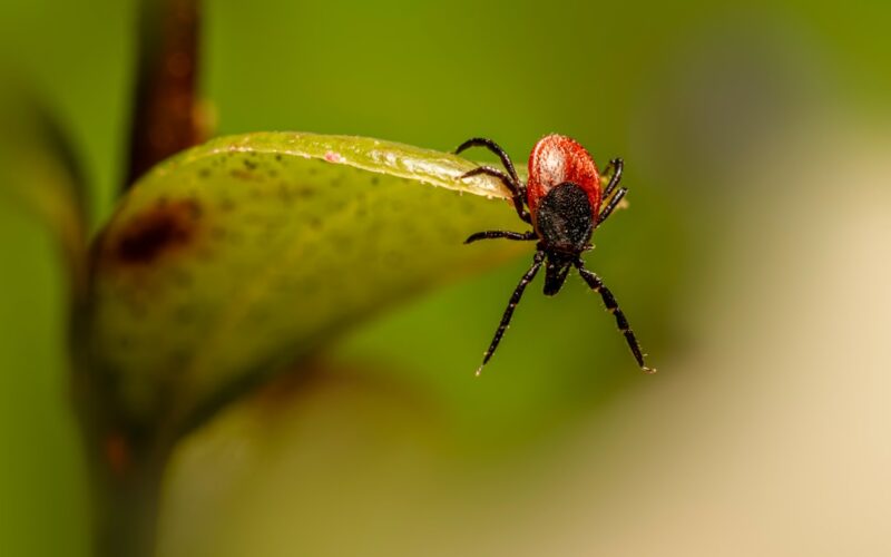 Silverfish Control in Period Property Basements