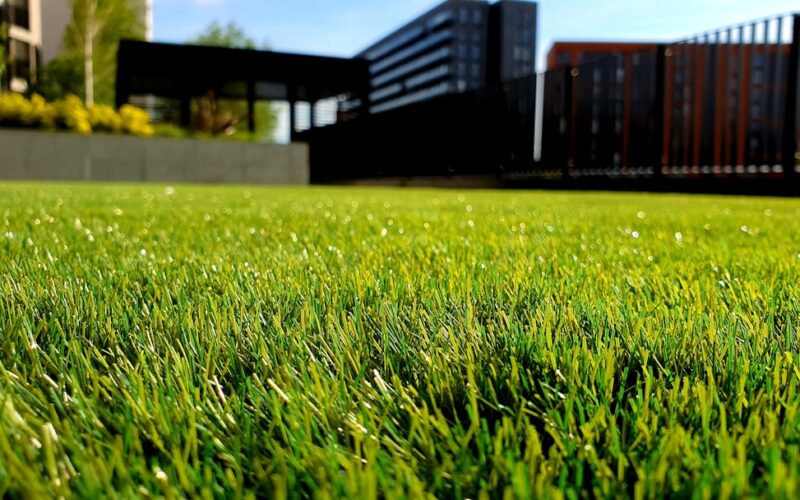 Wildflower Meadow Creation: Converting UK Lawns