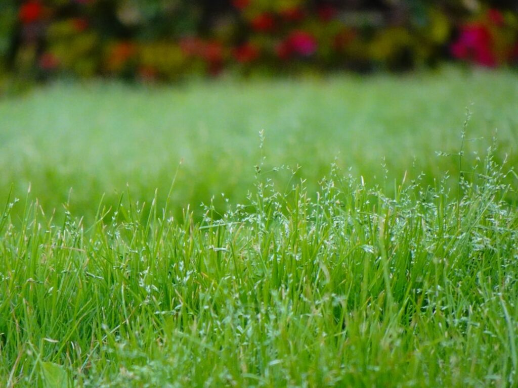 Wildflower Meadow Creation on Heavy Clay Soils