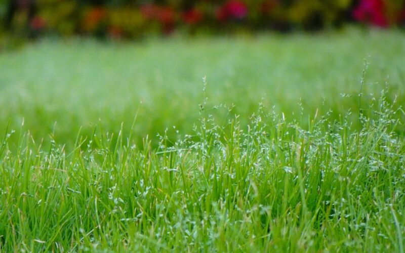 Wildflower Meadow Creation on Heavy Clay Soils