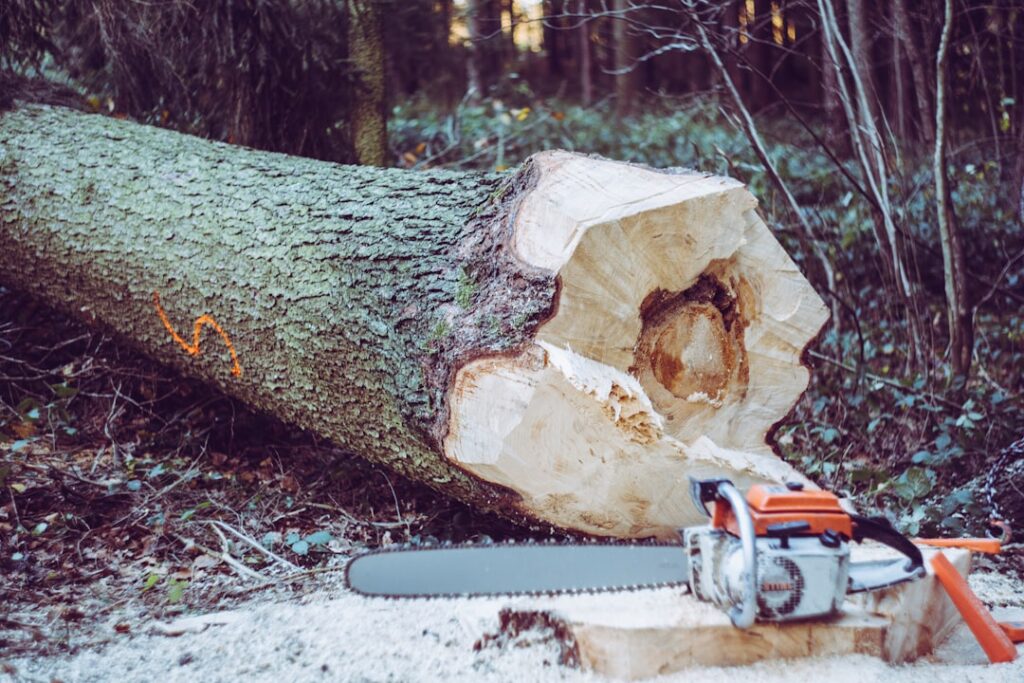Ash Dieback Management: Emergency Felling Permissions