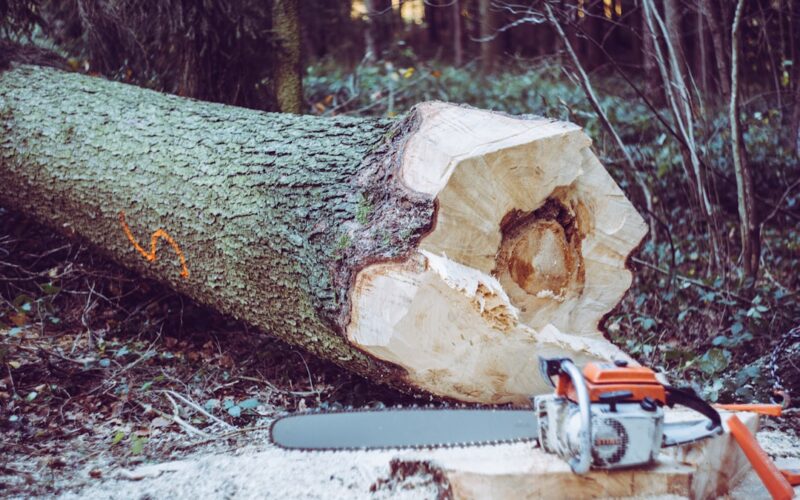 Ash Dieback Management: Emergency Felling Permissions