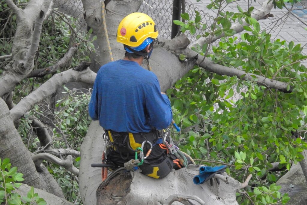 Ash Dieback Removal: Council Notification Bristol Area