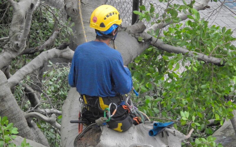 Ash Dieback Removal: Council Notification Bristol Area