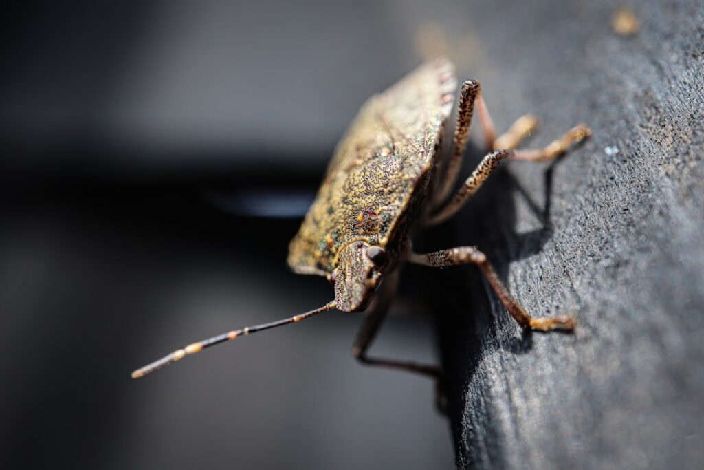 Cluster Fly Prevention in Converted Barns Yorkshire