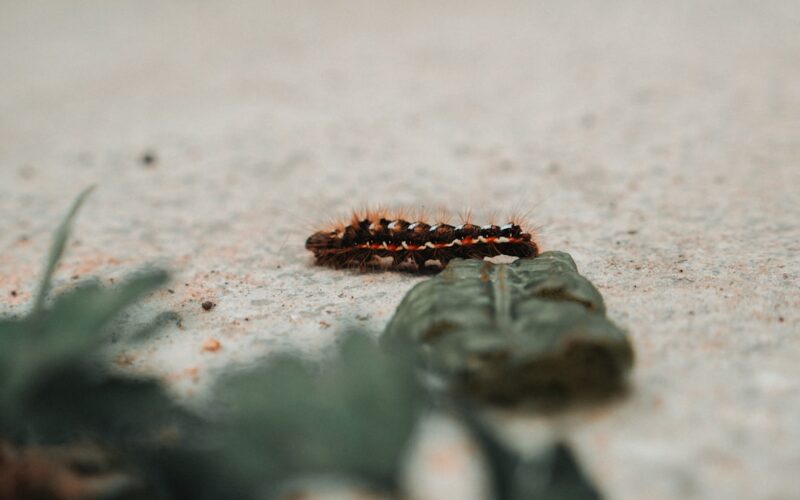 False Widow Spider Identification: Garage Clearance Safety
