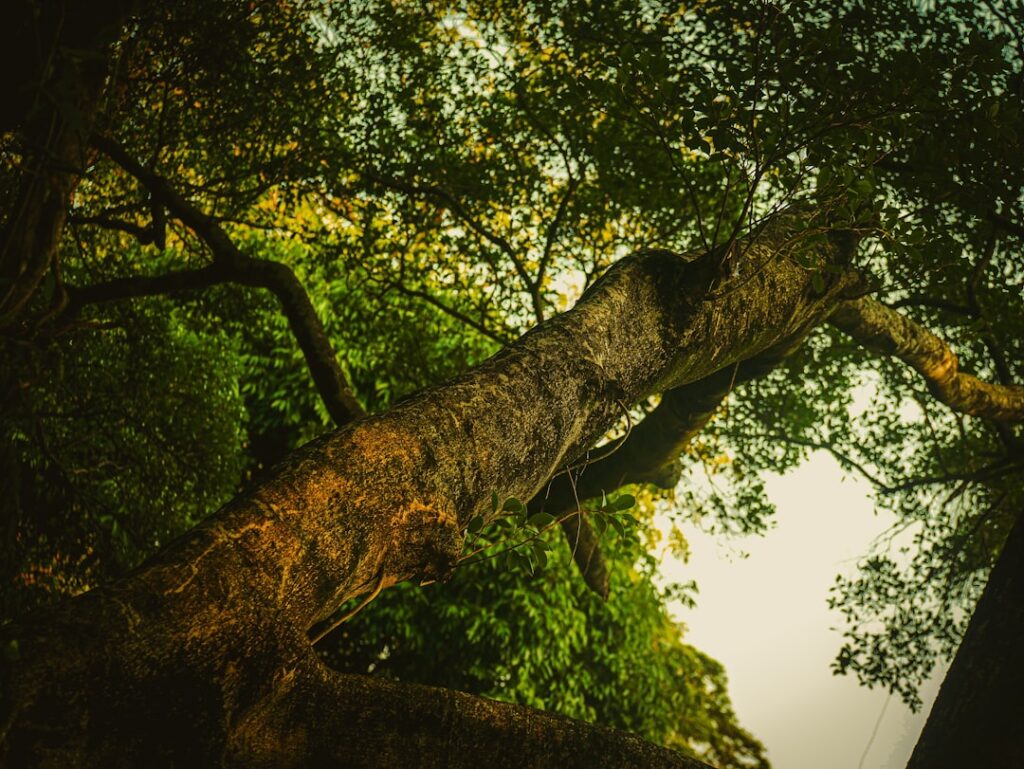 Ash Dieback Felling Licences: Forestry Commission Process