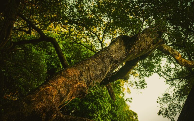 Ash Dieback Felling Licences: Forestry Commission Process