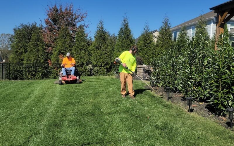 Japanese Knotweed Management: Herbicide Treatment Schedules