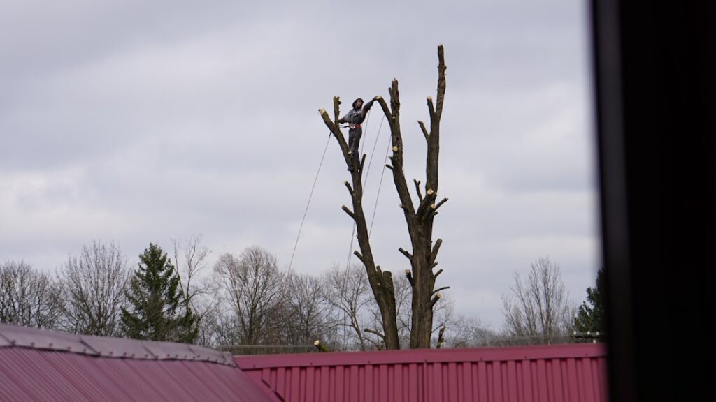 Leylandii Height Disputes: High Hedge Legislation