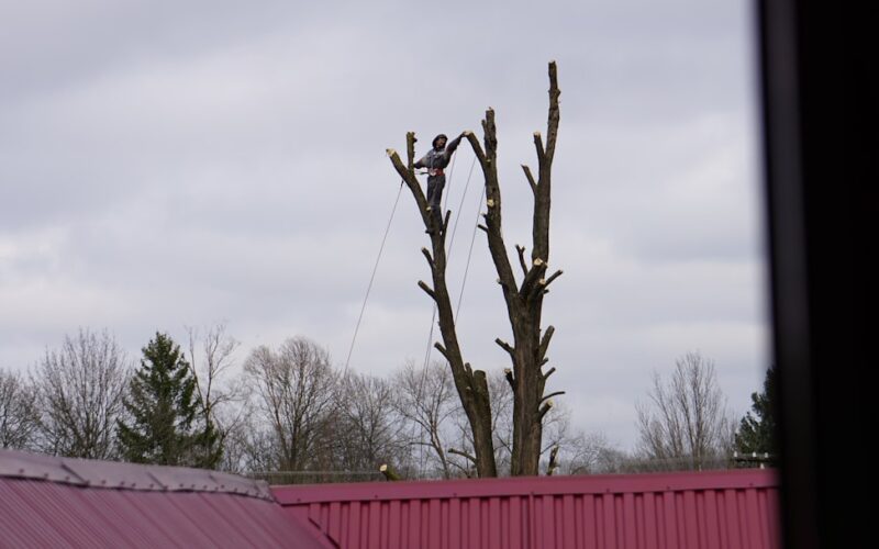 Leylandii Height Disputes: High Hedge Legislation