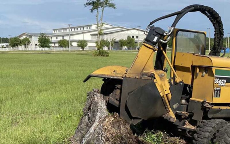 Veteran Oak Assessment: BS5837 Survey Requirements